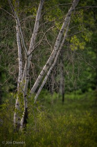Birch Tree HDR